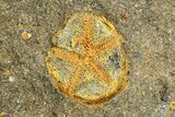 , Plate Of Starfish, Edrioasterois, Crinoid & Trilobite #255337-3